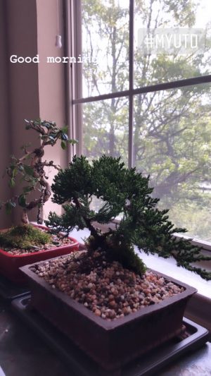 Two bonsai trees on a ledge in front of a window.